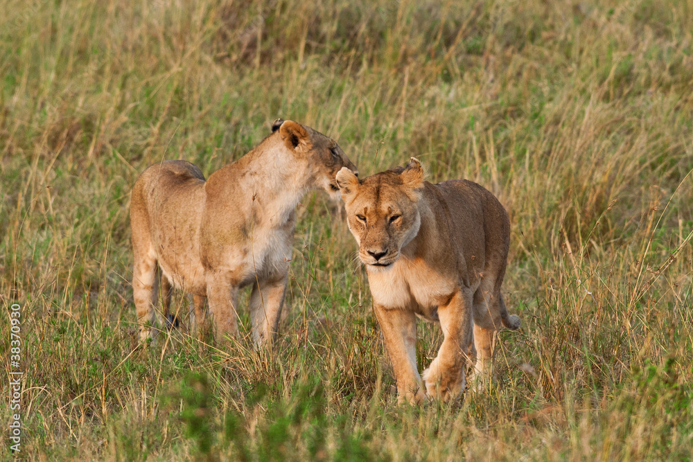 Lionesses in the Maasai Mara National Park, Kenya Lionesses in the Maasai Mara National Park, Kenya
