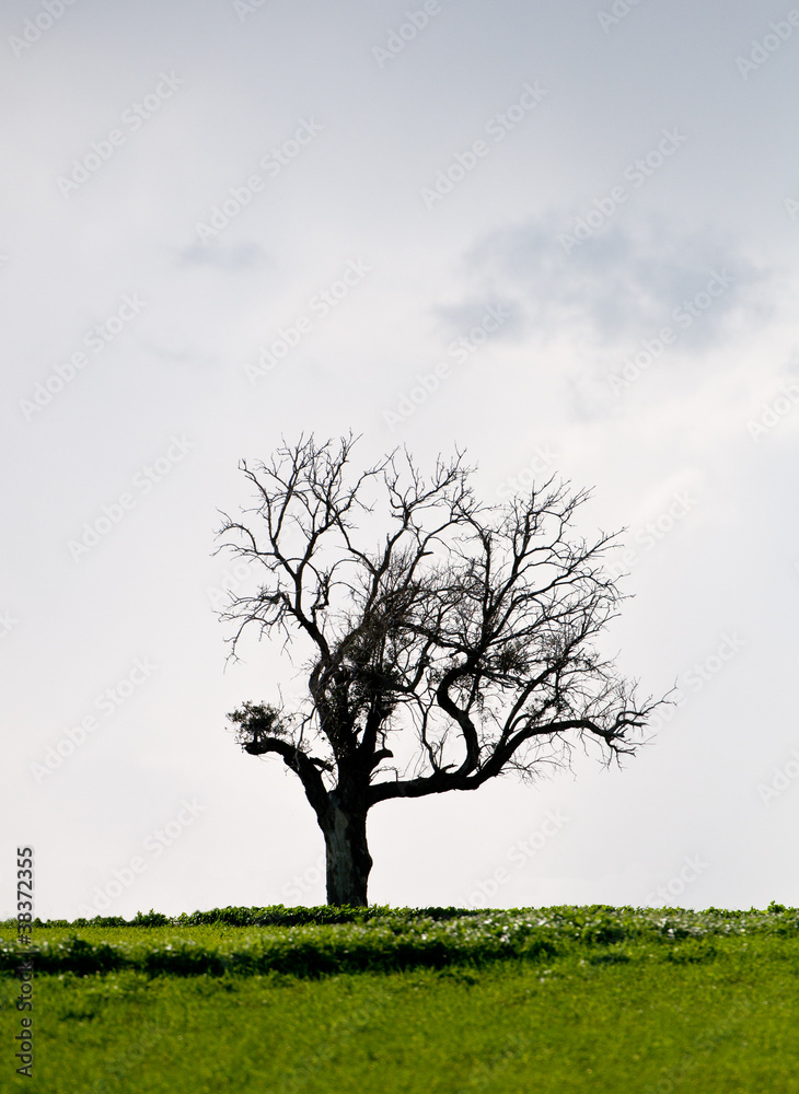 Landscape, Lonely tree in a green meadow Landscape, Lonely tree in a green meadow