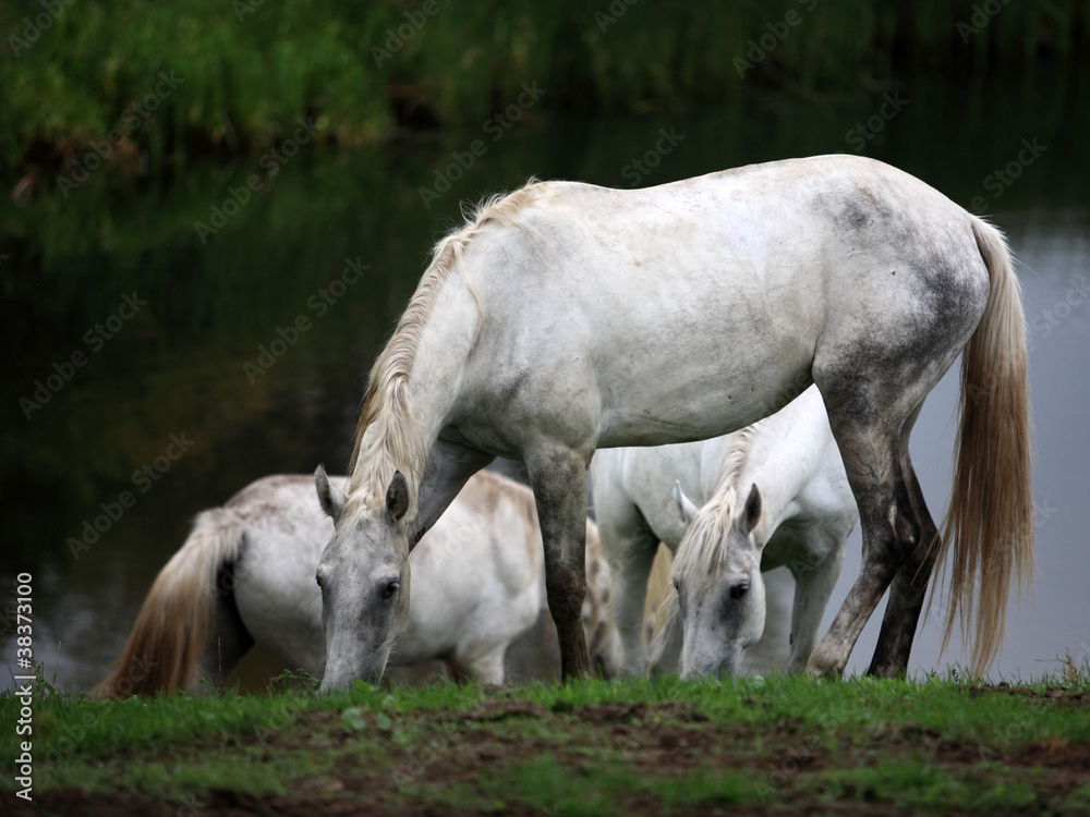 Portrait of white horses on the river bank Portrait of white horses on the river bank