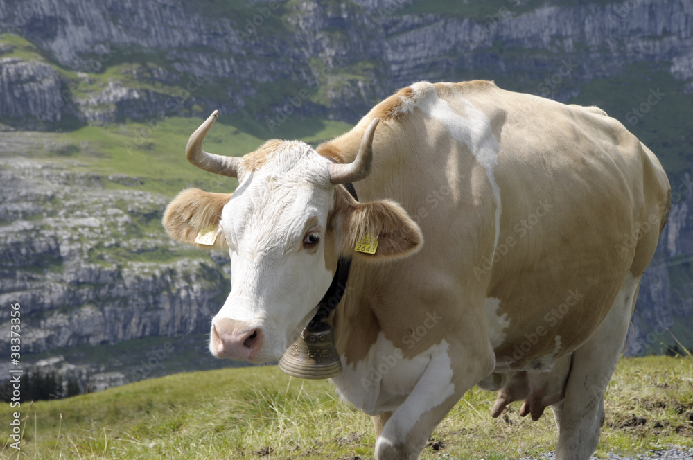 Cow with bell in Bernese Oberland, Switzerland Cow with bell in Bernese Oberland, Switzerland