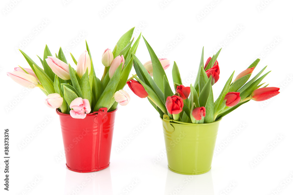 Buckets with tulips