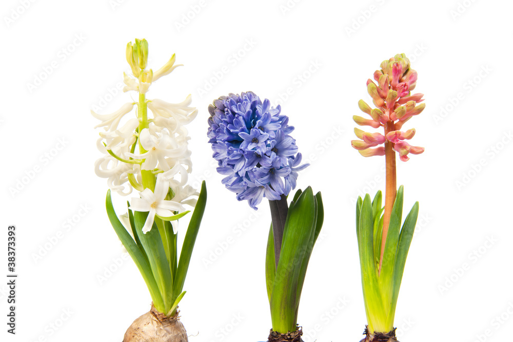 Colorful Hyacinths Colorful Hyacinths