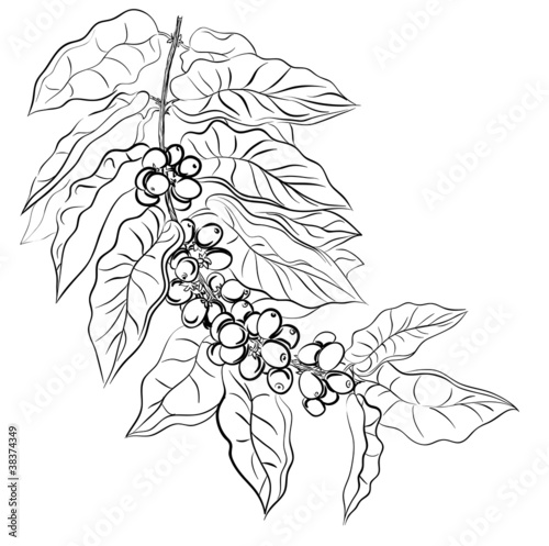hand drawing branch of coffee