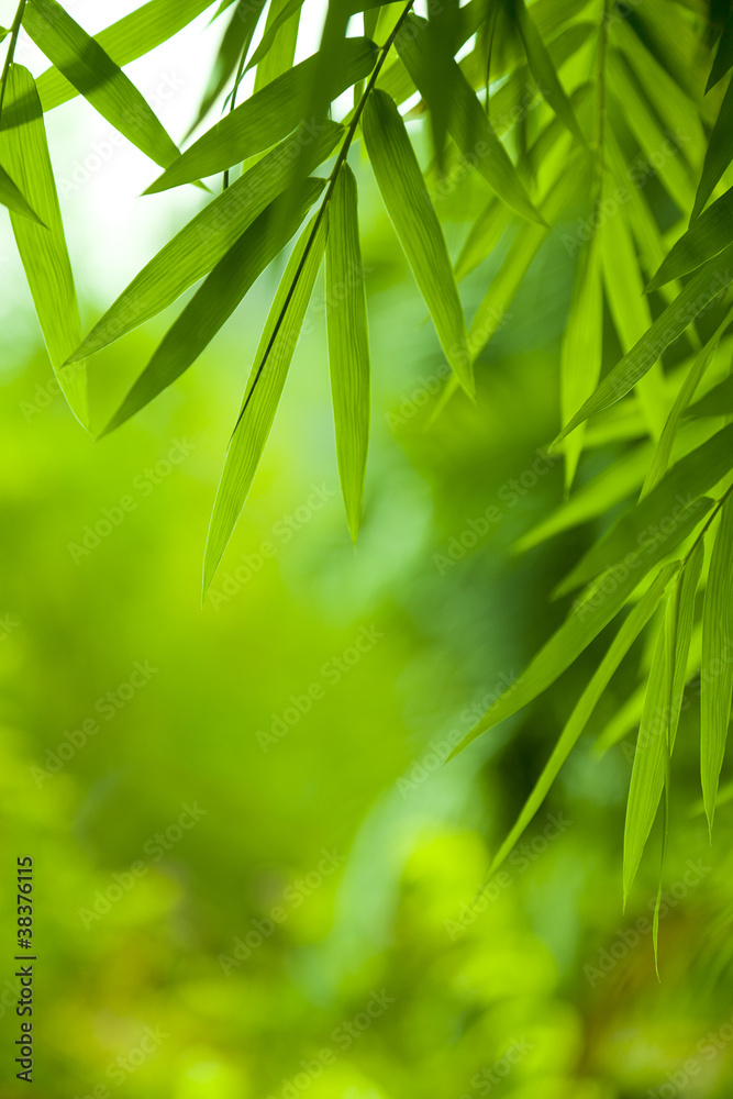 Naklejka premium Bamboo leaves