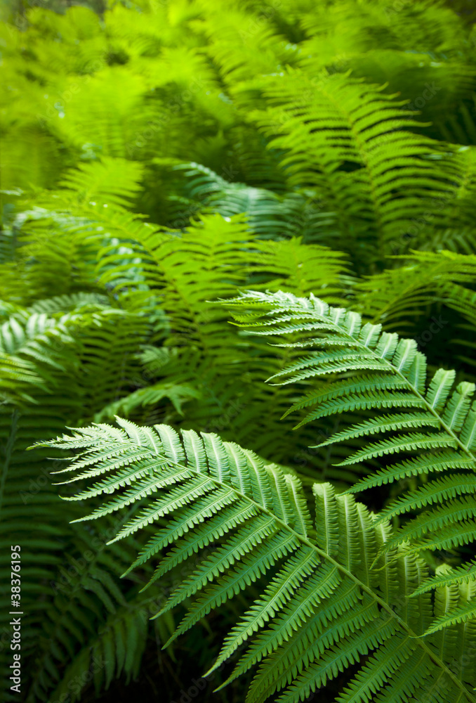 Bright green forest of ferns Bright green forest of ferns