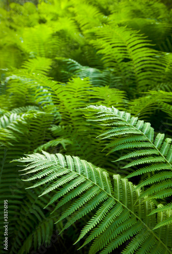 Bright green forest of ferns