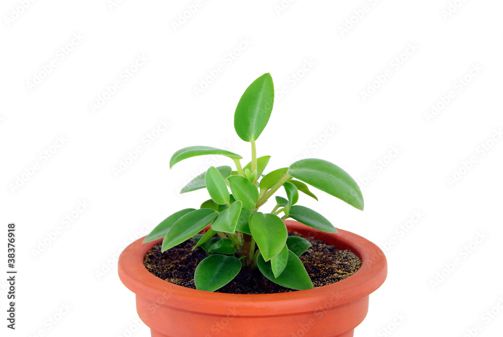 Obraz premium Plant