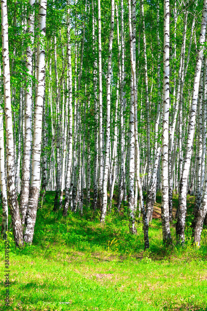 Birch forest Birch forest