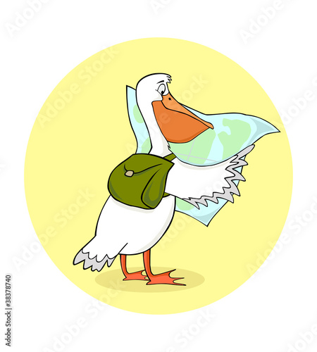 traveling pelican