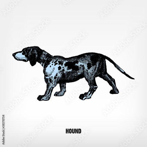 Engraving vintage Dog Hound