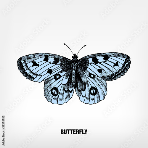 Engraving vintage Butterfly