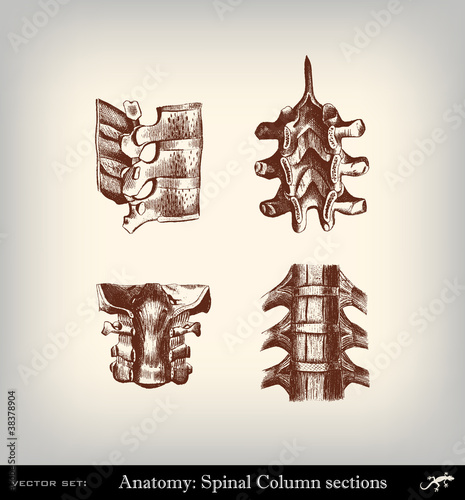 Engraving vintage Spinal column section.
