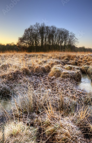 Beautiful frozen field Wint...