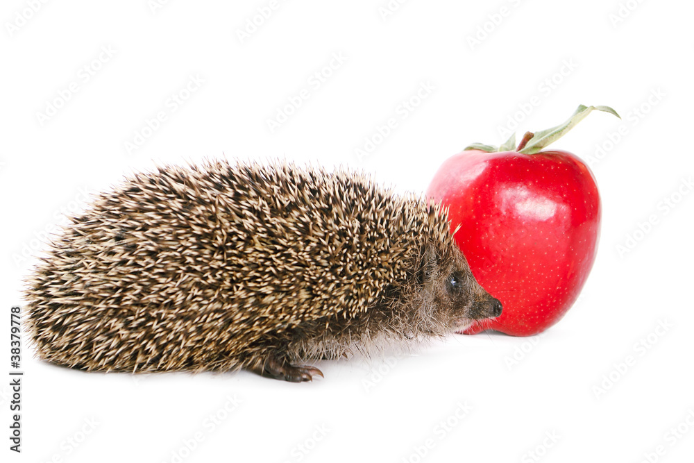 Obraz premium Hedgehog and apple