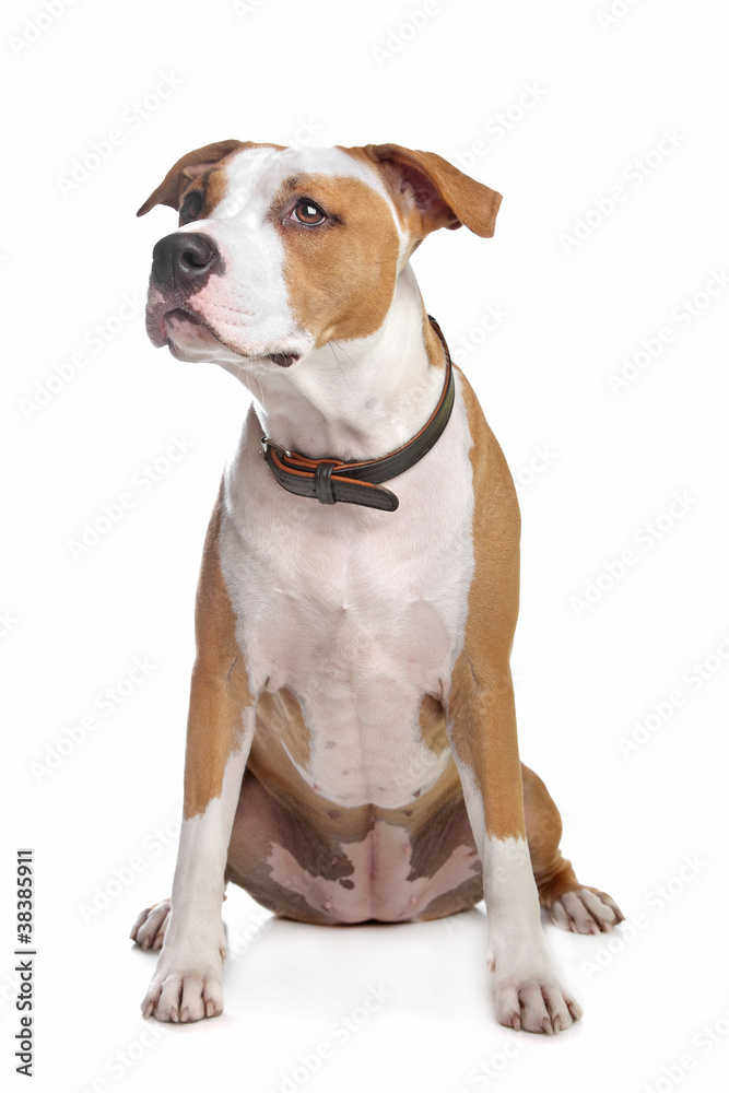 American Staffordshire Terrier American Staffordshire Terrier