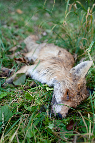 ROADKILL - DEAD FOX (VULPES VULPES)LYING IN GRASS