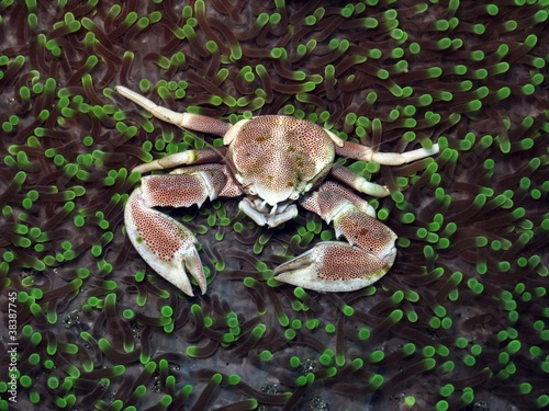Granchio porcellana