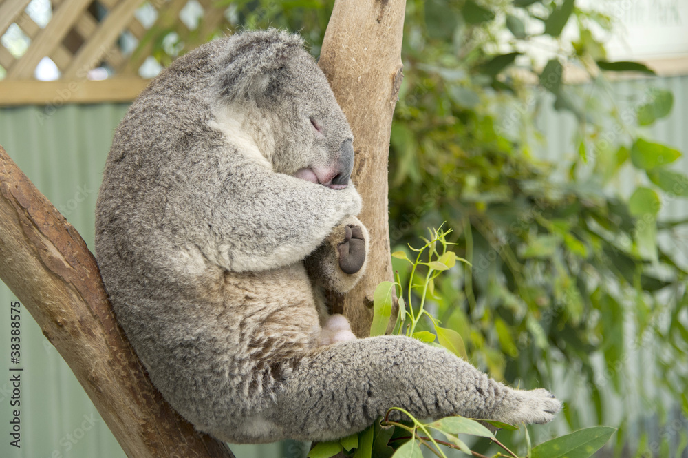 Sleeping koala Sleeping koala