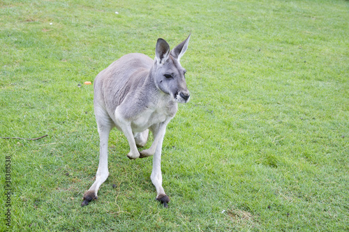 Kangaroo stands on the grass