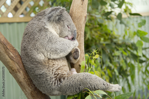 Fototapeta Naklejka Na Ścianę i Meble -  Sleeping koala