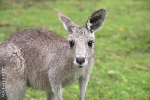 Fototapeta Naklejka Na Ścianę i Meble -  Young kangaroo