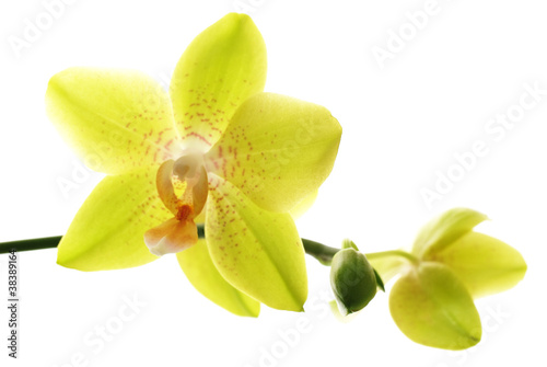 Yellow orchids isolated white background