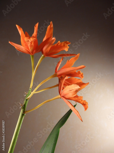 Orange orchids fowers photo