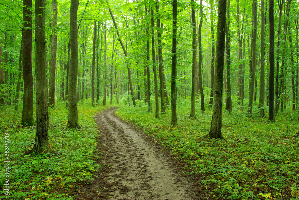 green forest