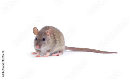 rat