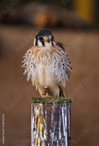 Falco sparverius photo