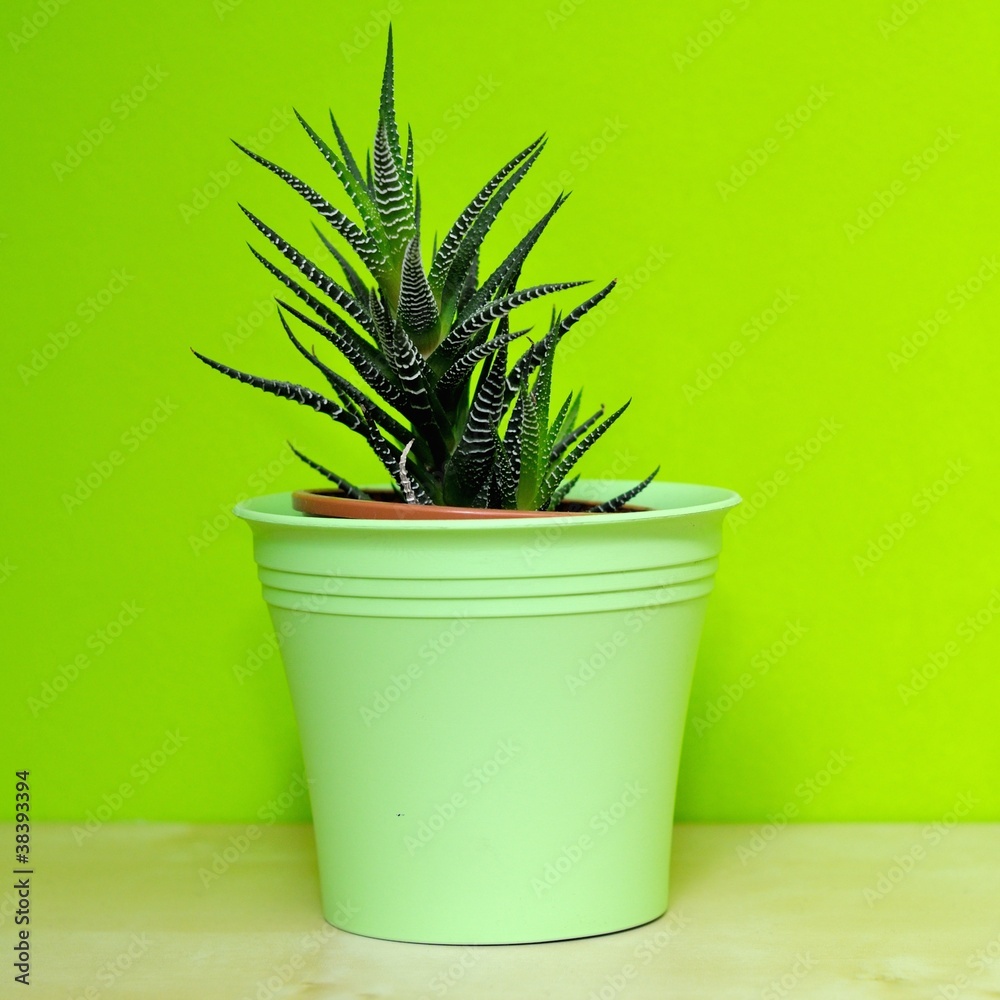 Aloe vera Aloe vera