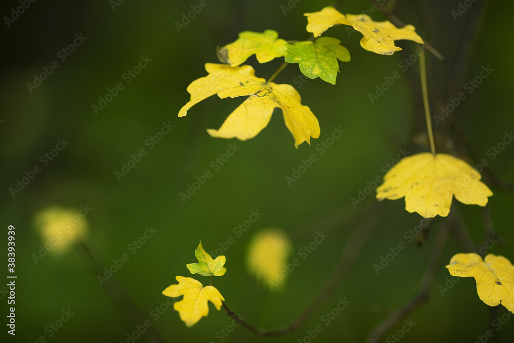 leaves on branch leaves on branch