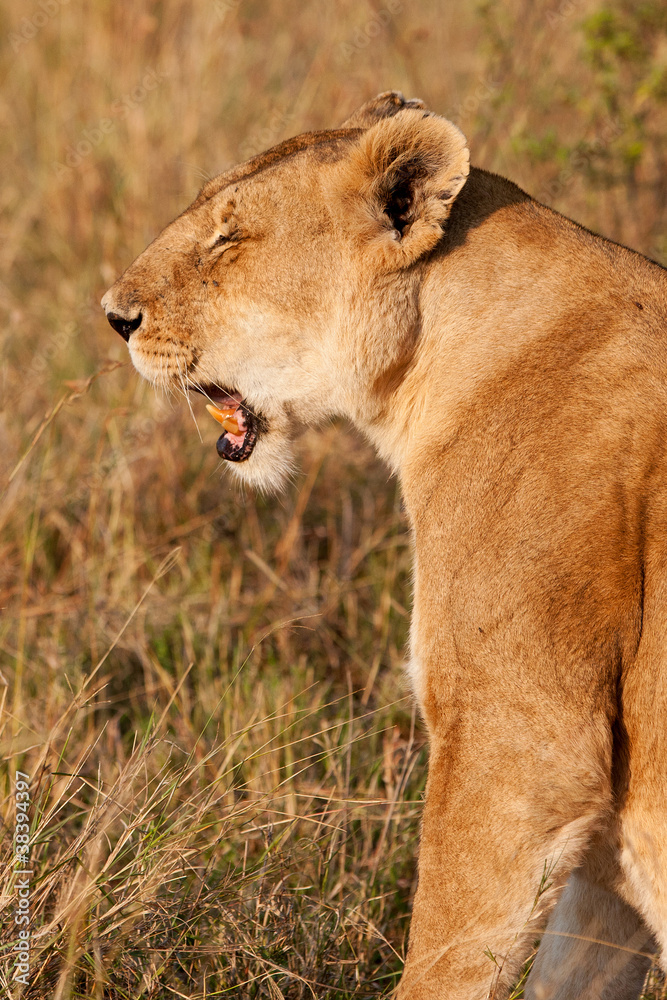 African Lioness in the Maasai Mara National Park, Kenya African Lioness in the Maasai Mara National Park, Kenya