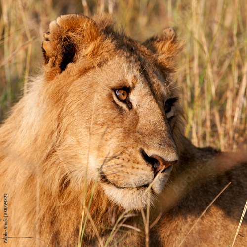 African Lion in the Maasai Mara National Park, Kenya