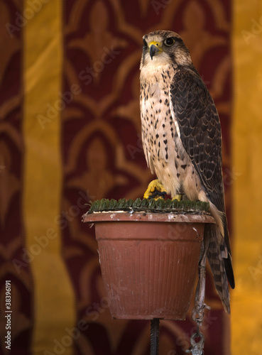 Falco biarmicus photo
