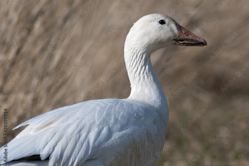 Snow Goose
