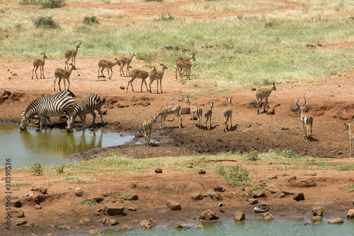 Zebras and impala  Tsavo East National Park