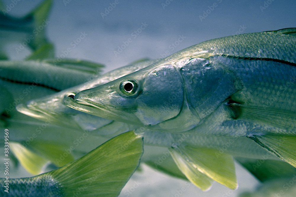 Naklejka premium Common Snook