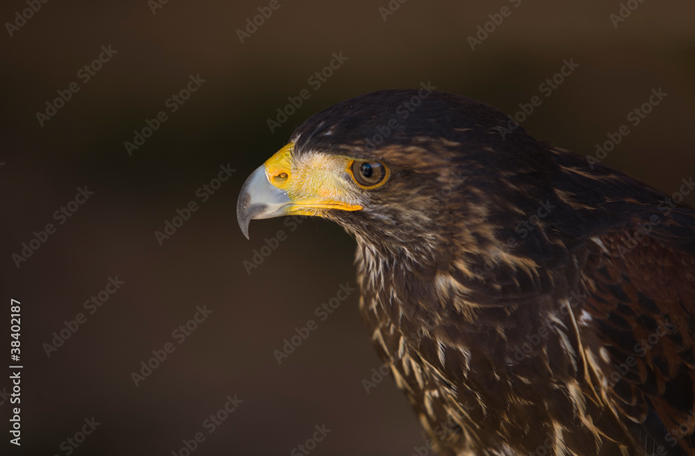 Harris Hawk seen from the side Harris Hawk seen from the side