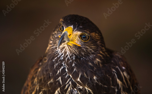 Young Harris Hawk photo