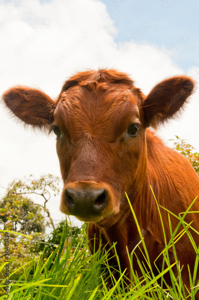 Red Calf Red Calf