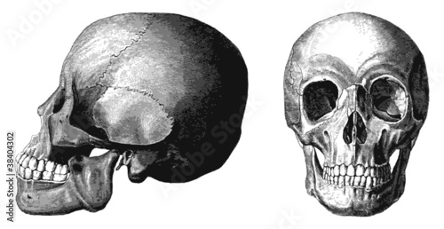 Engraved illustrations of skull.