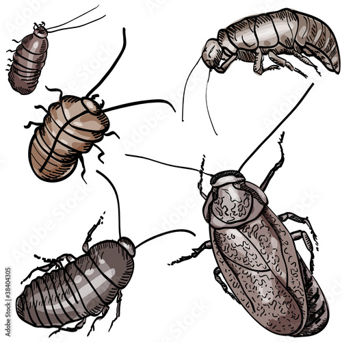 cockroach