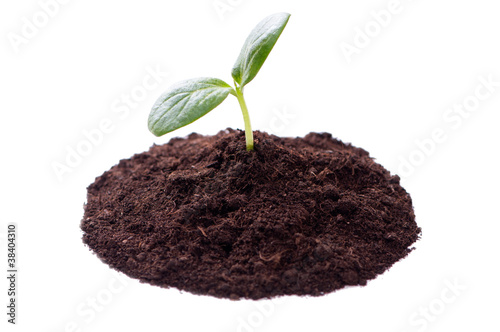 Young plant