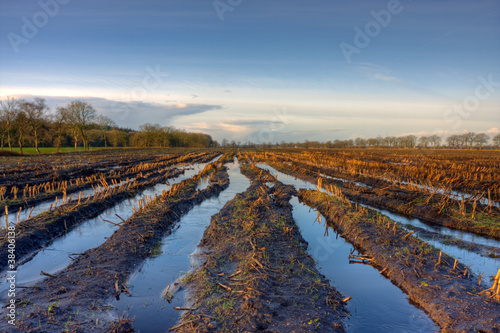 Flooded, muddy maize field
