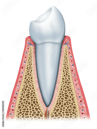 Tableau sur toile normal tooth