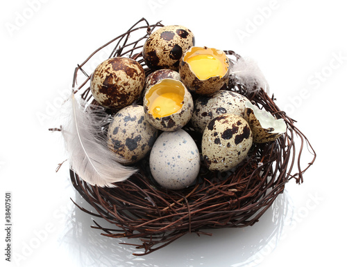 quail eggs in nest isolated on white