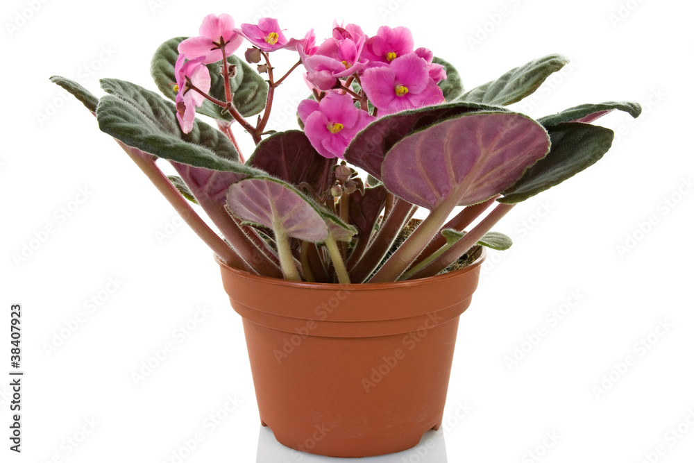 Fototapeta premium pot with blooming plant