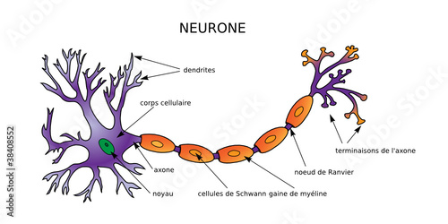 Web Art Design NEURON DIAGRAM NEURONE STRUCTURE médecine 10
