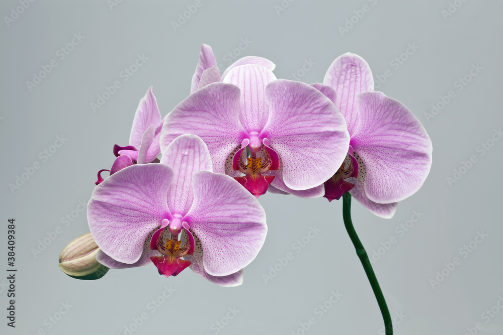 Pink Orchid 2 Pink Orchid 2
